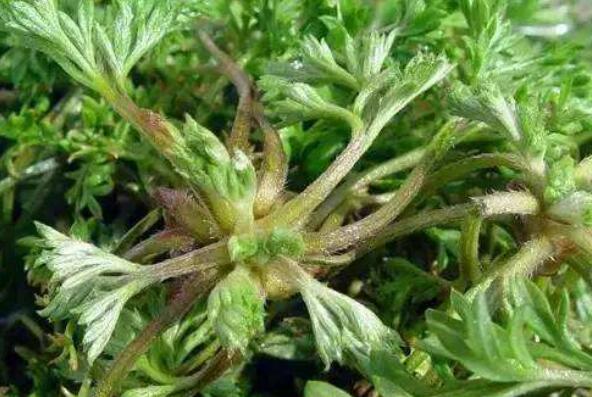 金钟茵陈的功效与作用及药用价值