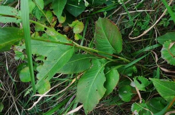 蝎子七和地蜂子的区别 蝎子七的功效与作用