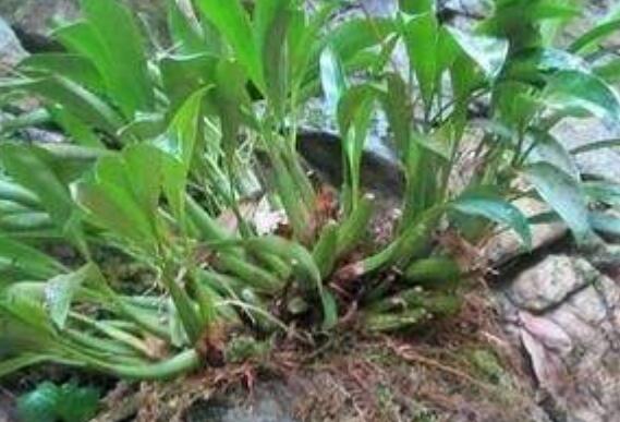 石仙桃怎么吃 石仙桃的食用方法