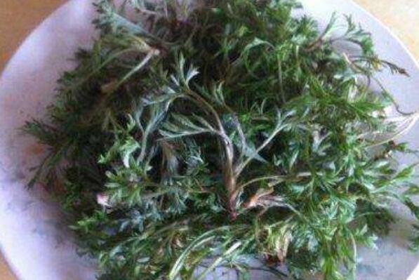 茵陈红枣的功效与作用及禁忌