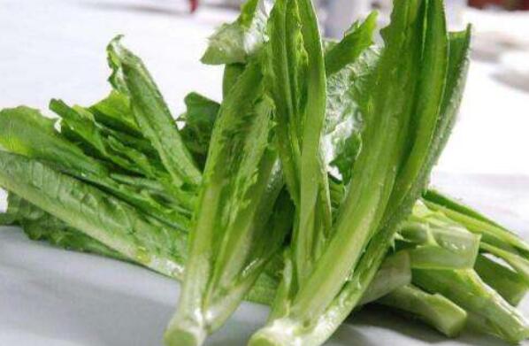 油麦菜的功效与作用