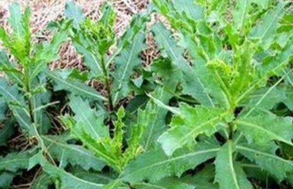刺儿菜的功效与作用 刺儿菜怎么吃好