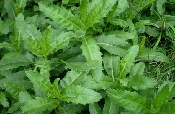 刺儿菜的功效与作用 刺儿菜怎么吃好