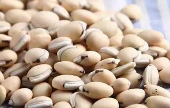  白扁豆的药用价值 白扁豆的副作用