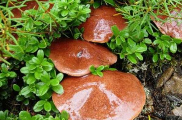 红乳牛肝菌的功效与作用