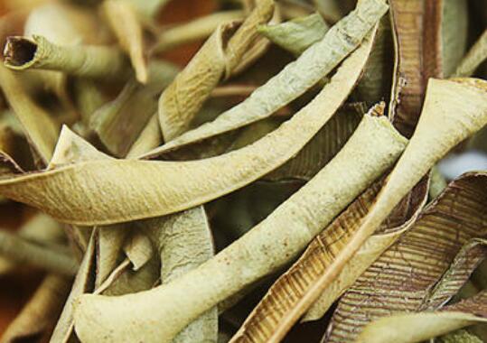 怎样自制芦荟干茶 新鲜芦荟怎么做芦荟茶