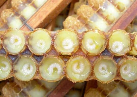 蜂王浆的副作用 蜂王浆不适合哪些人吃