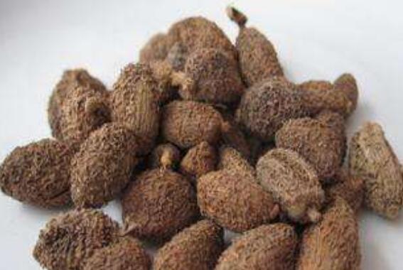 春砂仁粉的功效与作用