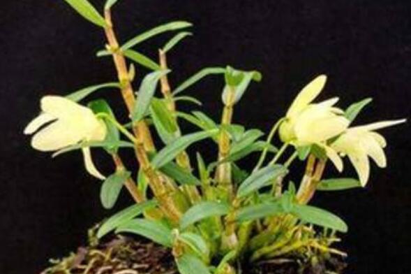 铁皮枫斗花的功效与作用