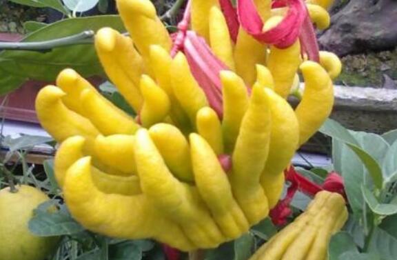 佛手花的功效与作用有哪些