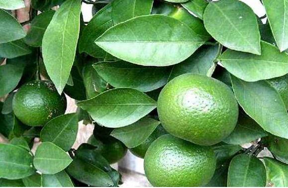 积食功效与作用