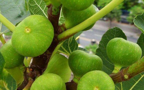 青皮果的功效与作用