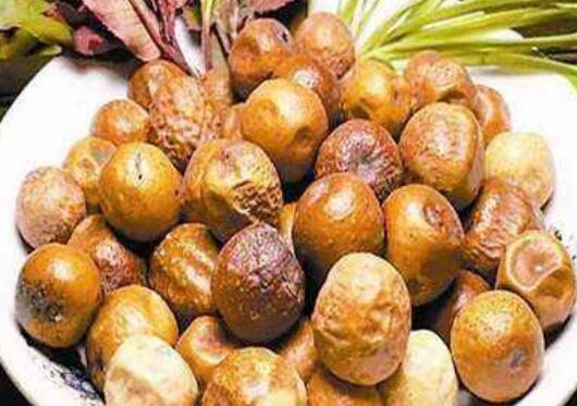 川楝子的功效与作用及禁忌