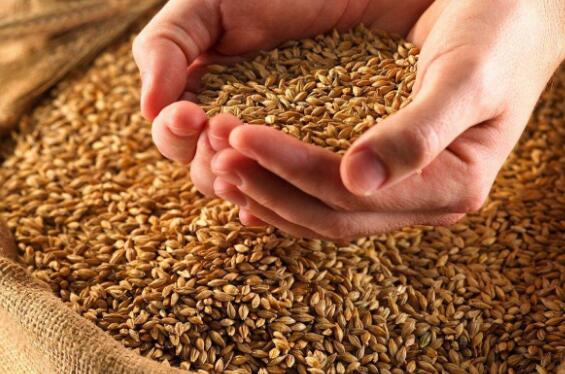 麦芽硒的功效与作用