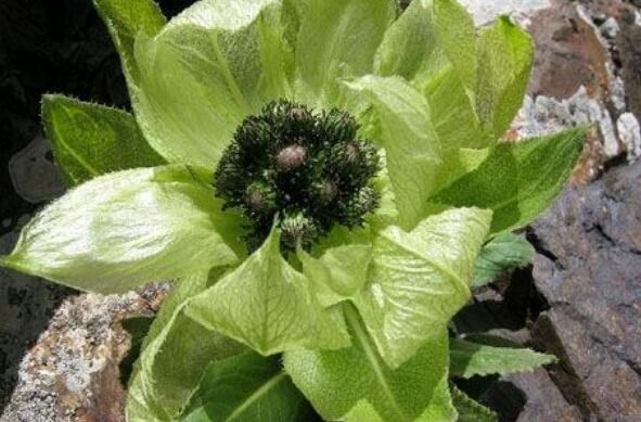 藏雪莲的功效与作用 藏雪莲的食用方法