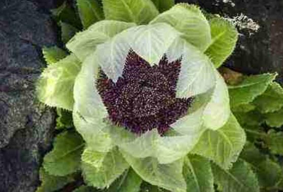 青海雪莲花的作用与功效 青海雪莲花的用途