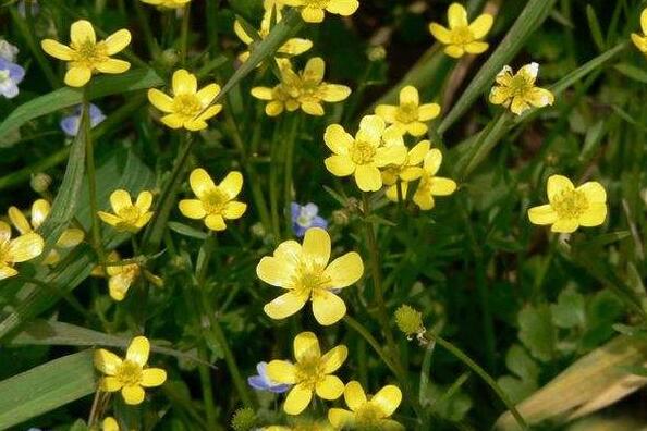 猫爪草的功效与作用有哪些