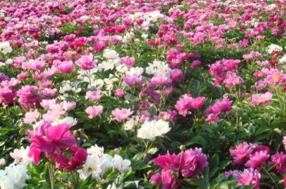 芍药花泡水喝的功效与副作用