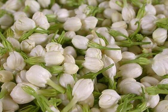 新鲜茉莉花怎么保存