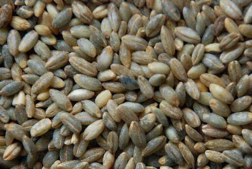 青稞粥怎么熬 青稞粥的做法大全