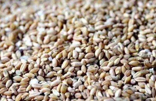 青稞米怎么做好吃 青稞米的好处
