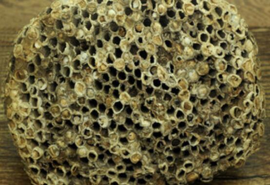 露蜂房与蜂巢的区别 露蜂房的功效