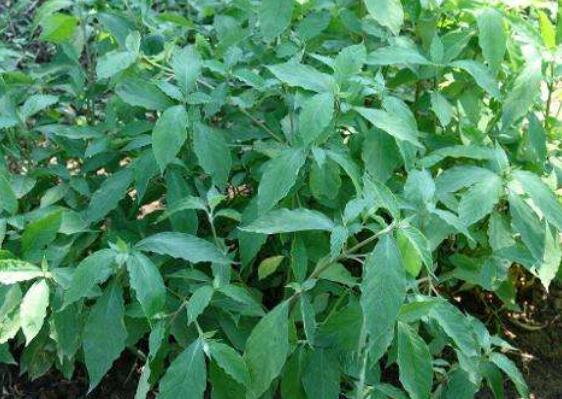 白牛膝的功效与作用 白牛膝喝了有什么功效