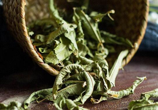 马鞭草茶的功效与作用及禁忌