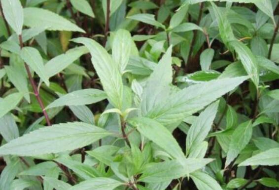 水泽兰的功效与作用及禁忌