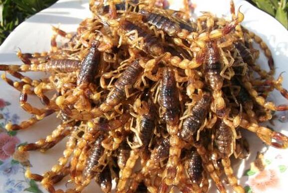 全蝎的功效与作用及副作用