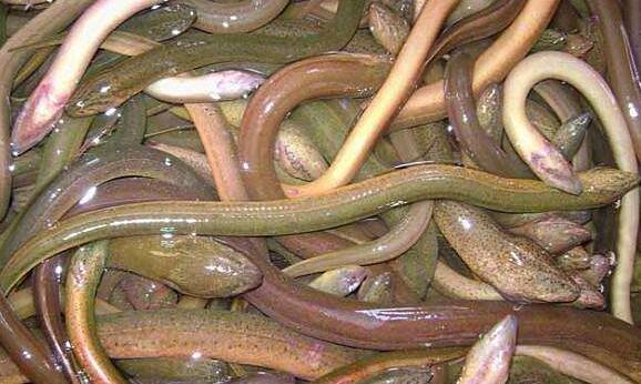 鳗鱼与鳝鱼的区别