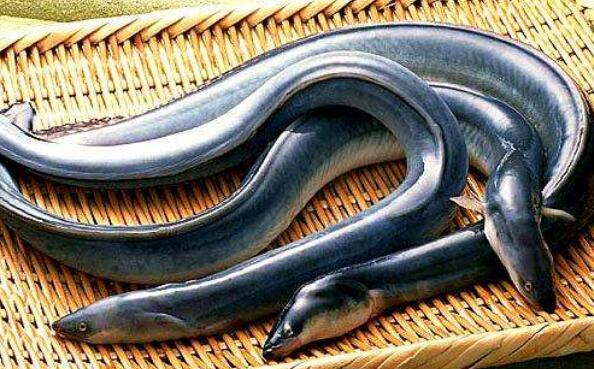 鳗鱼的功效与作用及禁忌