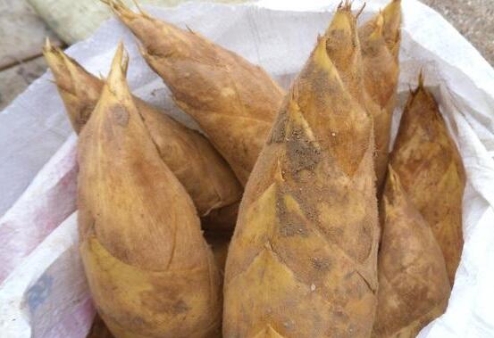 冬笋的功效和作用及禁忌