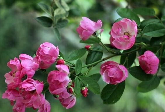 蔷薇花的养殖方法 蔷薇花的扦插方法