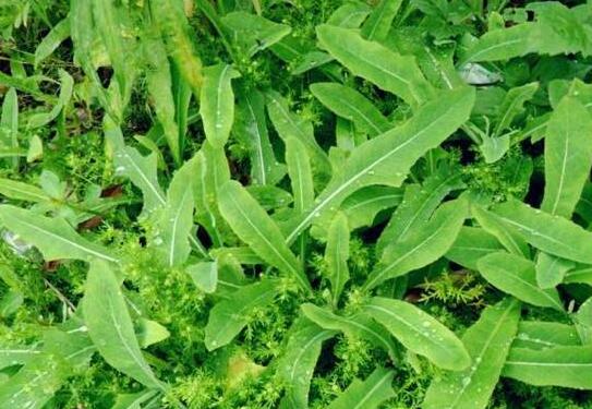 白毛苦菜的功效与作用