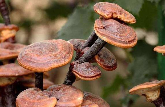 微芝草的功效及作用