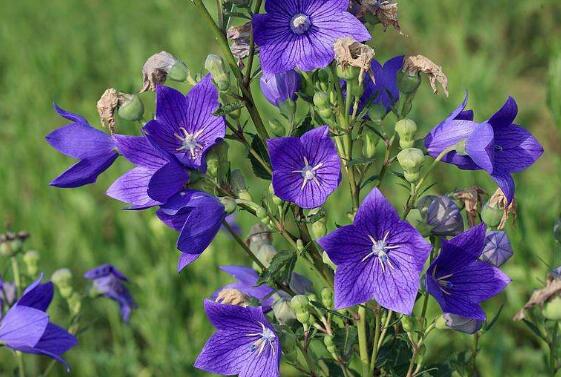 桔梗花的功效与作用及禁忌