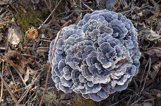 云芝的功效与作用