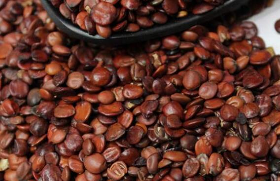 炙酸枣仁和生枣仁功效有什么区别 酸枣仁的功效与作用