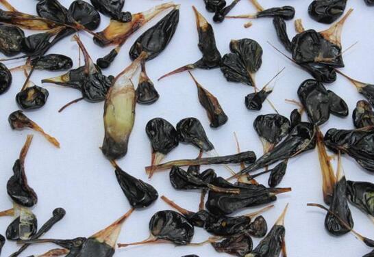 乌蛇胆的功效与作用及禁忌