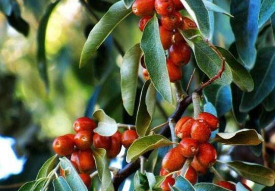 沙枣仁的功效与作用