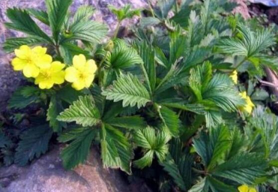 翻白草的功效与作用 翻白草的药用价值