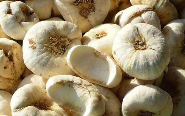 土贝母的功效与副作用