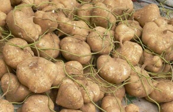 土瓜的功效与作用及药用价值