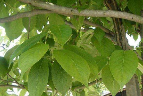 通脱木和八角金盘区别