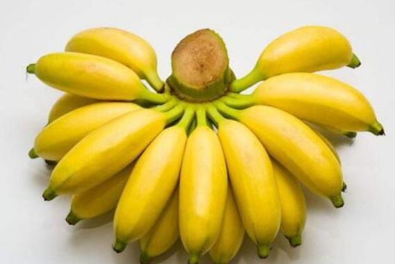 木香蕉的功效与作用及药用价值