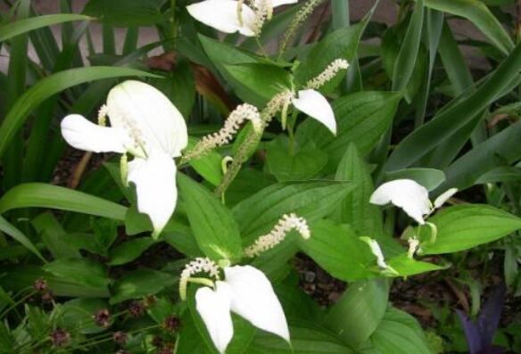 三白草的功效与作用及药用价值