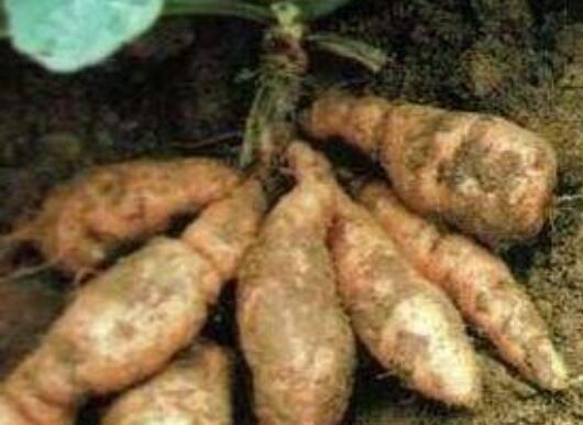 生地黄和熟地黄的区别