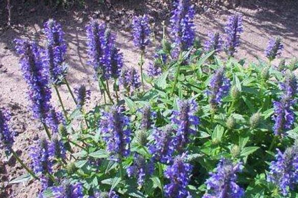 荆芥穗与荆芥的区别 荆芥的功效