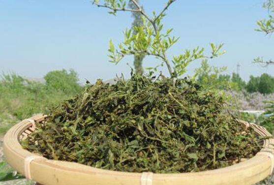 酸枣叶茶的功效与作用